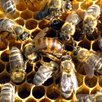 Покупка пчел - «Купить мёд»