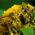 Символ пчелы - «Купить мёд»