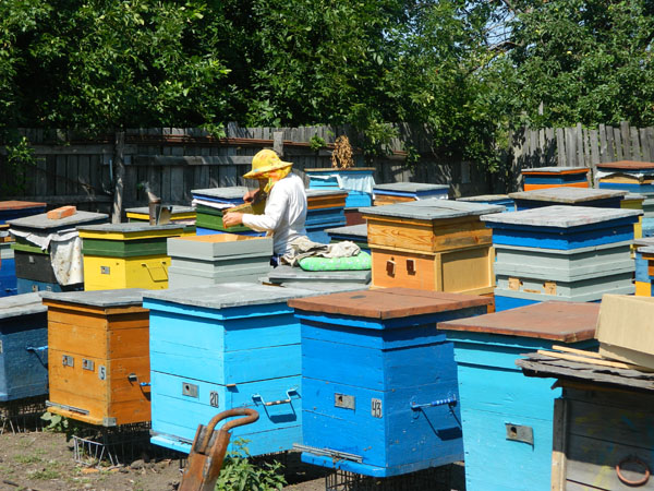 Проверка пчелиной семьи