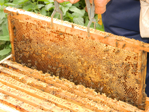Рамка с медом и пчелами